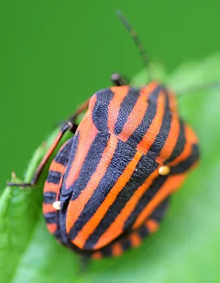 30 видов клопов 🐞 домашние постельные, зеленые, слепняки, водомерки