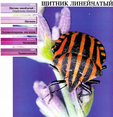 Клопы хищнецы (Reduviidae)