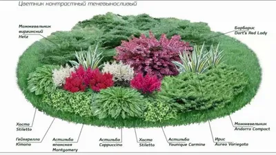 Астильба, можжевельни, хоста, ирис, барбарис. Цветник в тени Схема клумбы .  - YouTube