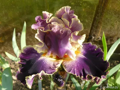 Ирис бородатый (Iris barbata) - «Мои ирисы. Фото.» | отзывы