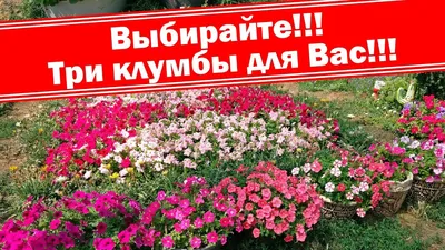 3 клумбы для Вас!!! Как могут выглядеть ваши цветники из петуний, лобелий,  гацаний и других цветов - YouTube