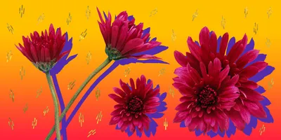 10 красивых цветов для клумбы, за которыми легко ухаживать - Лайфхакер