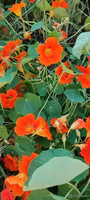 Отзыв о Однолетнее растение Настурция | И красота, и полезный ингредиент  для салатов.