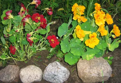 Цветы и растения сада, дома, луга. Уход, выращивание, размножение. :  Настурция \"Черри Роуз\"
