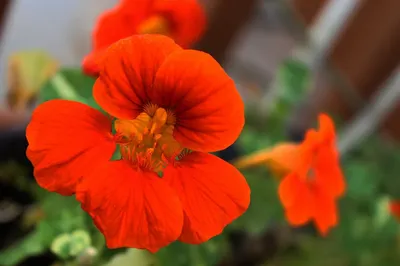 Настурция - уникальное растение для сада и огорода — Ботаничка