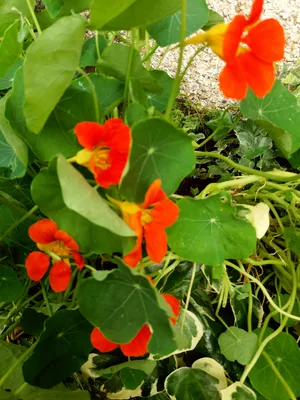 \"Светящиеся гирлянды\" настурции, георгины и другие цветочки в моем саду.