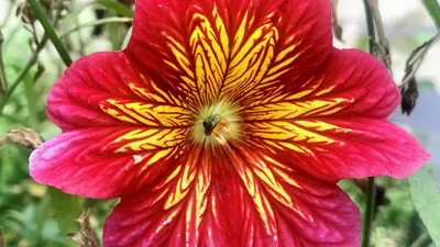 Настурция: описание цветка, уход и выращивание в домашних условиях