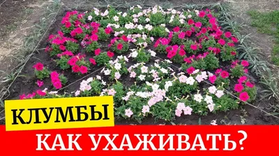 Клумба с цветами - 83 фото