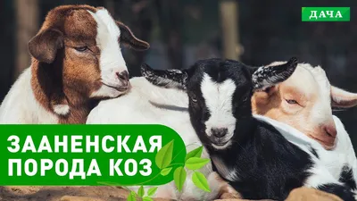 5 советов по содержанию коз зимой — AgroXXI