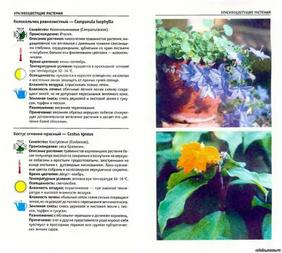 Атлас комнатных растений - Растениеводство - Каталог статей - \"Адель\"  цветочный магазин г. Саров