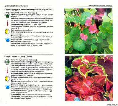 Атлас комнатных растений - Растениеводство - Каталог статей - \"Адель\"  цветочный магазин г. Саров