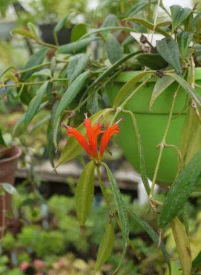 Коллекции растений ЦСБС СО РАН - Aeschynanthus parasiticus (Roxb.) Wall. –  Эсхинантус паразитический