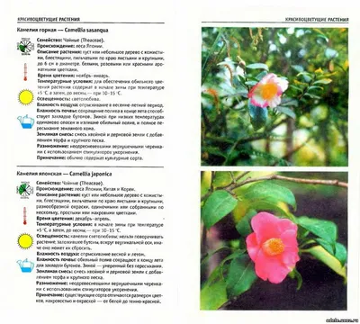 Атлас комнатных растений - Растениеводство - Каталог статей - \"Адель\"  цветочный магазин г. Саров