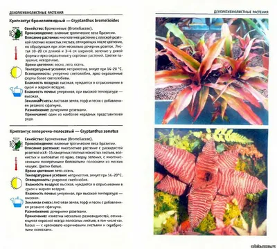 Атлас комнатных растений - Растениеводство - Каталог статей - \"Адель\"  цветочный магазин г. Саров