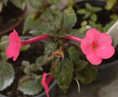 Коллекции растений ЦСБС СО РАН - Achimenes magnifica (Planch. et Linden.)  Lindl. – Ахименес великолепный (по новым данным Kohleria inaequalis  (Benth.) Wiehler)