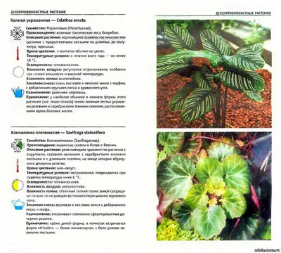 Атлас комнатных растений - Растениеводство - Каталог статей - \"Адель\"  цветочный магазин г. Саров