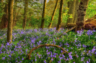 Картинки HDR Природа весенние Леса Ствол дерева Колокольчики
