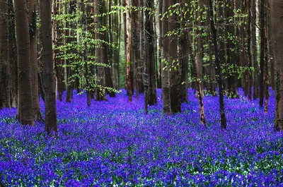 Волшебный лес голубых колокольчиков Hallerbos