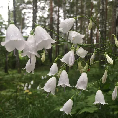Максим Бурзаев on Instagram: “Лесные колокольчики 🔔 после дождя ) . Таки  первый раз в этом году выбрался в ле… | Flower aesthetic, Beautiful  flowers, Floral design