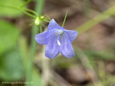 Колокольчик раскидистый Campanula patula L. - травянистое двулетнее  растение. Растет на лугах, лесных полянах, опушках. Зацветает в начале  лета. Использу… | Plants