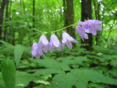 Persicifolia колокольчика в траве леса лета Стоковое Фото - изображение  насчитывающей ñ ð°ð¼oð¼oð, ð²ð¿ð¸ð²ð°ñ ñ ñœ: 122991218