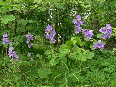 Фотогалерея - Колокольчиковые (Campanulaceae) - Колокольчик персиколистный  (Campanula persicifolia L.) - Природа Республики Мордовия