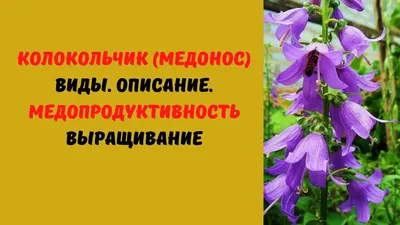 Скачать обои природа, лес, колокольчики, цветы, бельгия, весна, деревья,  колокольчик, редколесье из раздела Природа, в разрешении 1920x1080