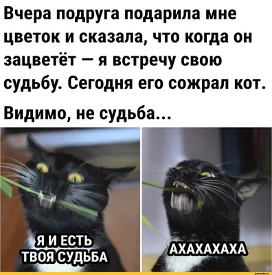 Вчера подруга подарила мне цветок и сказала, что когда он зацветёт - я  встречу свою судьбу. Сегодня / картинка с текстом :: котэ картинки ::  интернет / смешные картинки и другие приколы: