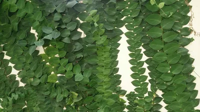 Рафидофора — комнатная лиана для настенного озеленения. Виды. Уход в  домашних условиях. Фото — Ботаничка