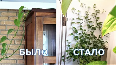 Эпипремнум размножение и крепление - лиана комнатное растение Сциндапсус -  YouTube