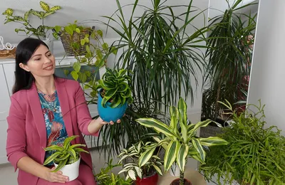 Комнатное растение Монстера Адансона( косая), Живые растения в Нижнем  Новгороде, купить по цене 900 руб, Цветы в горшках в Флорики с доставкой |  Flowwow