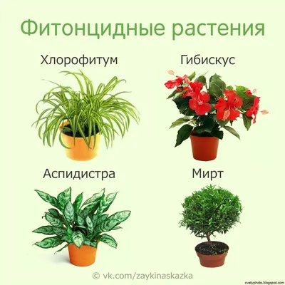 Растение на з - фото и картинки: 68 штук
