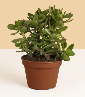Купить комнатное растение Эпипремнум. Домашняя лиана Сциндапсус в  интернет-магазине по низким ценам.