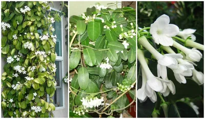 Комнатные цветы на 8 Марта: самые весенние и самые редкие