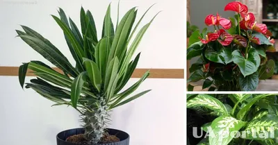 Ядовитые комнатные растения – 9 опасных видов, которые лучше не выращивать  дома