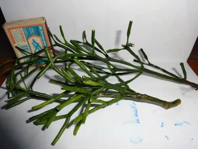 Комнатное растение хатиора. И лиана. в дар (Москва). Дарудар