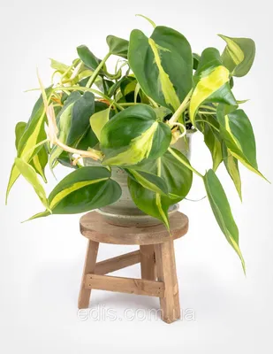 Филодендрон Бразилия Комнатное растение, лиана, цена 119.99 грн — Prom.ua  (ID#1085864586)