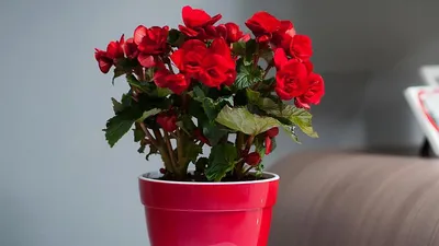 Красивые и неприхотливые: 5 изящных комнатных растений с красными цветами