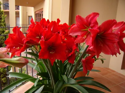 Комнатные растения с красными цветами (60 фото): домашние цветы с  красно-белыми цветами, антуриум и колокольчики, каллы и герань