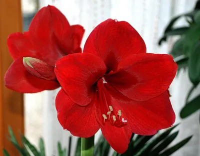 Какие растения помогают семейному счастью? | Новости | Интернет-магазин  орхидей и декоративных цветов в Москве. У нас вы можете купить орхидеи с  доставкой.