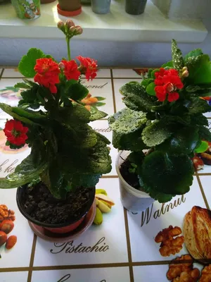 Продаю комнатные цветы Каланхоэ (красные) | Договорная | Другие комнатные  растения Сокулук ᐈ lalafo.kg | 16 Август 2019 13:15:09
