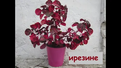 ПЕРЕСАДКА и ПОЛИВ ИРЕЗИНЫ. Это необычное комнатное растение с красными  листьями - YouTube