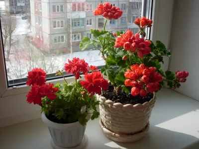 Комнатные цветы на окне - 73 фото