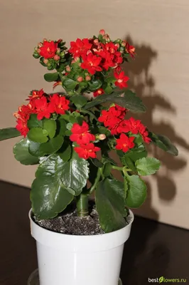 Цветок комнатный с мелкими красными цветами - 62 фото