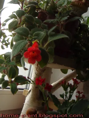 Комнатные растения с красными цветами фото