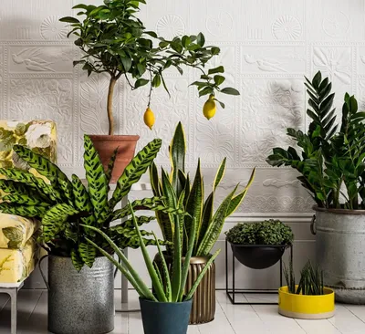 Цветы, очищающие воздух в квартире, какие комнатные растения лучше