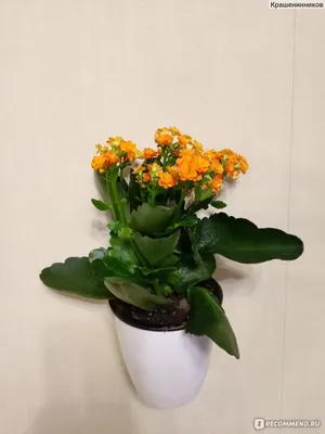Каланхоэ Блоссфельда (лат. Kalanchoe blossfeldiana) - «Красивое растение, у  меня с оранжевыми цветами!» | отзывы