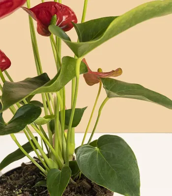 Комнатный цветок Антуриум уход - Geo Glass / все о растении мужской цветок