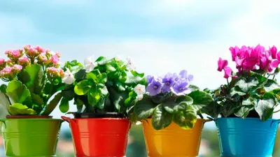 Домашние цветы: фото с названиями - цветущие в горшках, самые красивые комнатные  растения