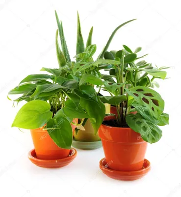 ⬇ Скачать картинки Комнатные растения, стоковые фото Комнатные растения в  хорошем качестве | Depositphotos